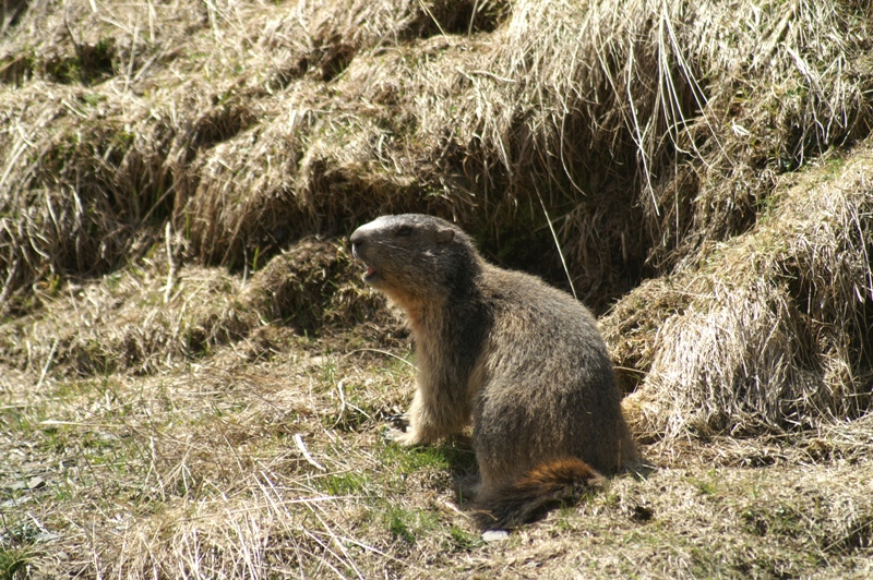 Marmotte-01-G