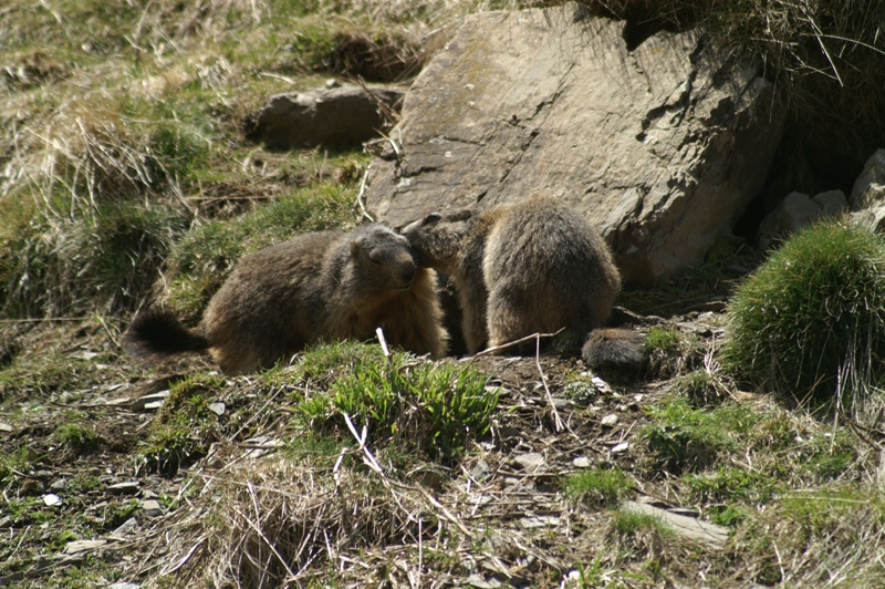Marmotte-02-G